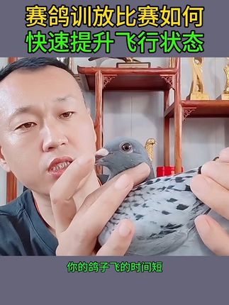 鸽子训放比赛期间如何提升鸽子飞行状态?#养鸽人 #信鸽赛鸽 #职业赛鸽 #赛鸽比赛