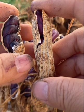 云南高原现挖新鲜带壳带泥黑花生可生吃水煮#新鲜带壳带泥黑花生#好东西一起分享 #好物推荐🔥