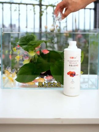 如果你的鱼缸出现各种藻类问题,可以用这个再宠除藻剂#养鱼日记 #养鱼