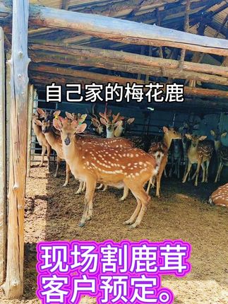 自己家养的梅花鹿