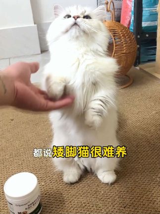 养了一只矮脚猫,因为它的骨骼有先天性的缺陷,所以我每天都会给它吃一两个软骨素,保护它的关节健康。 #科学养宠攻略 #矮脚猫 #宠物关节保护 #软骨素