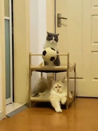 猫爬架猫抓板剑麻球摇床猫窝一体不占地耐磨双层剑麻猫咪玩具猫床#猫咪床 #猫咪玩具 #猫爬架