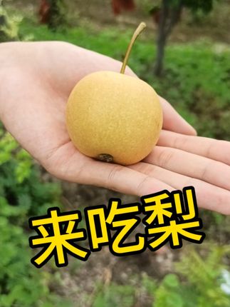 来吃梨