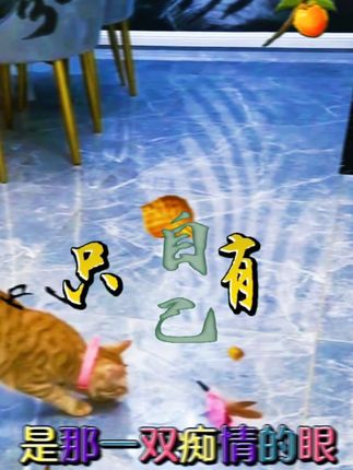 逗猫棒猫玩具自嗨猫咪解闷神器猫脖子逗猫棒猫咪玩具套头头戴式 #创作者中心 #创作灵感