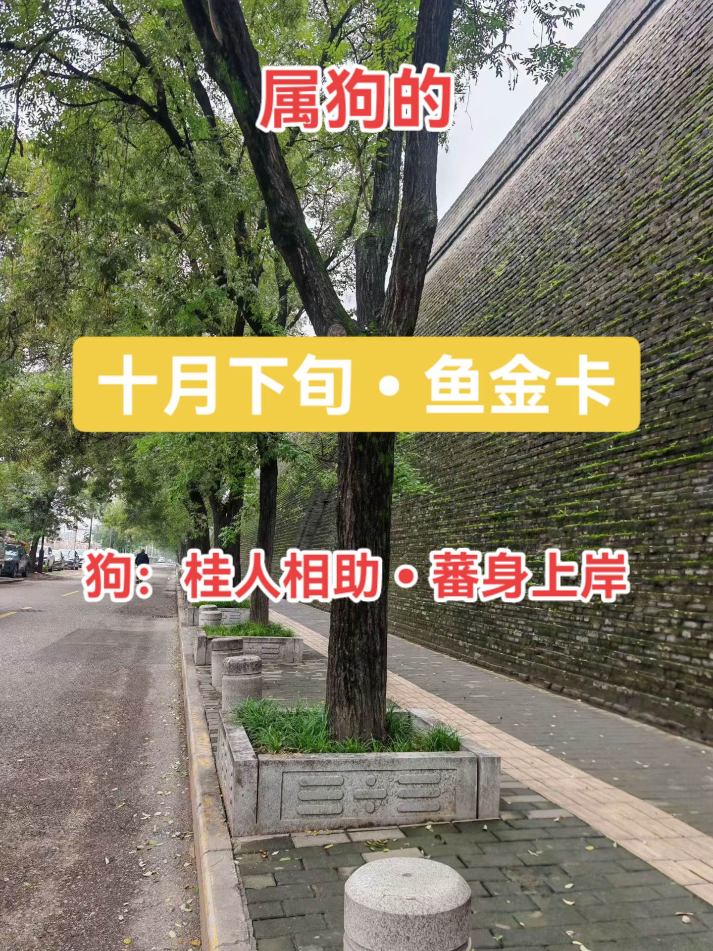 #1994年的狗 #1982年的狗 #1970年的狗