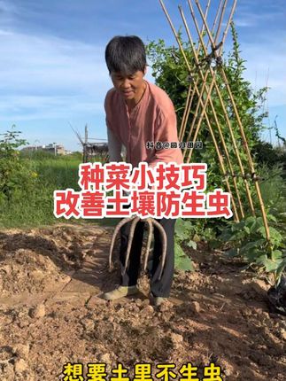 生石灰 种菜改善土壤#种菜小技巧 #生石灰 #种菜 #我的农村生活 #石灰