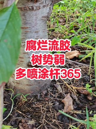 果树腐烂流胶树势弱多喷涂杆365 #果树管理 #流胶病 #腐烂病 #涂杆365