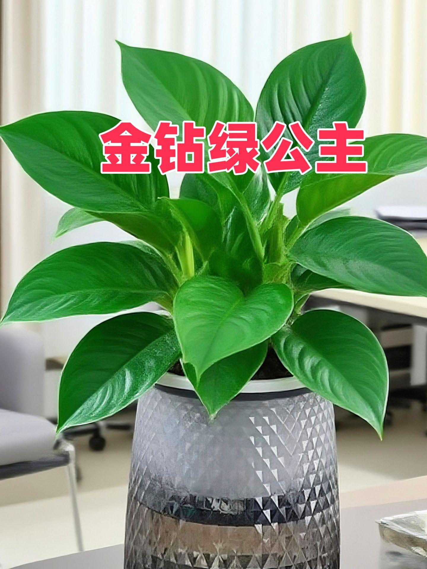 金钻绿公主。家里有睡眠质量不好的,建议养两盆。金钻又叫吸毒王,不需要晒太阳,浇浇水就能存活。他的花一开,满屋都是高档香水的味道,养一盆,左邻右舍都能闻到香味。他善于吸收空气中有害物质,又称活体空气净化器,他会在你睡梦中悄悄开花。#每日分享 #种植小技巧 #金钻绿公主 #爱生活爱养花 #室内盆栽 @抖音小助手 @DOU+上热门