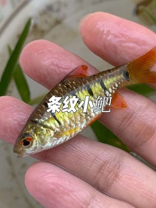 条纹小鲃 在清澈的水域中,有一种宛如精灵般的小鱼——条纹小鲃,它们用灵动的身姿和独特的魅力,诠释着水中世界的奇妙。, ,条纹小鲃体型小巧玲珑,身体侧扁呈纺锤形,犹如水中舞动的音符。它们有着一对灵动的小须,眼睛上方闪烁着红色的光泽,仿佛镶嵌着两颗璀璨的红宝石。其鳞片大而闪耀,鱼体呈银青色,背部颜色深邃,犹如宁静的夜空,腹部则金黄灿烂,恰似黎明时分的曙光。#条纹小鲃 #条纹小鲃鱼 #条纹小鲃斗鱼伴侣 #条纹小鲃混养 #小鲃鱼