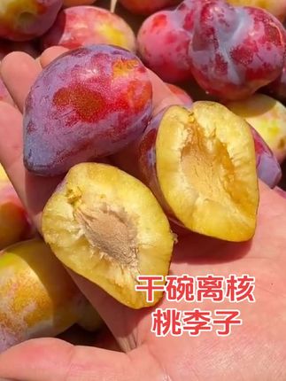 #东北鸡心李子桃李子#干碗离核#酸甜可口嘎嘎好吃#