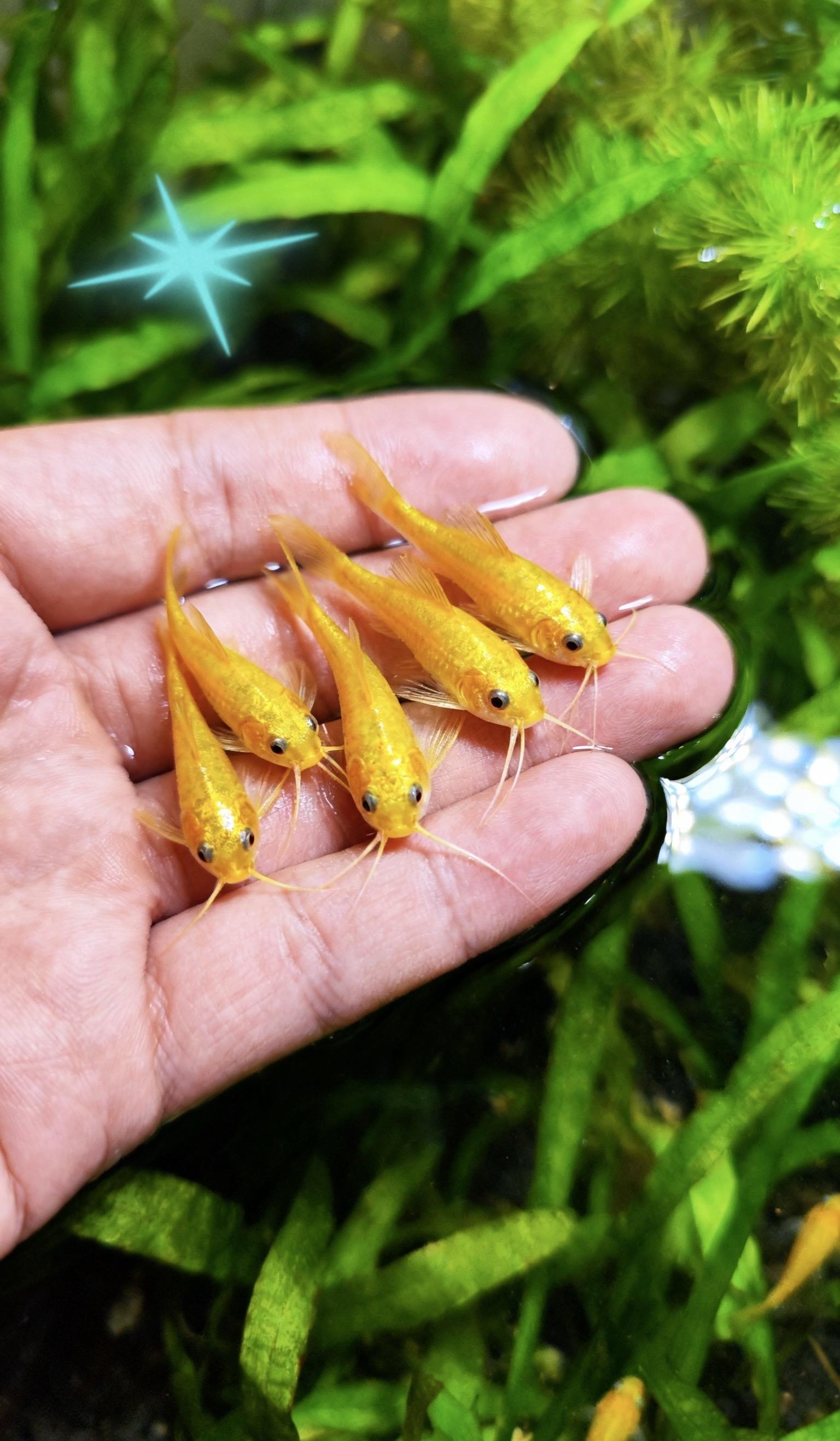 金苔鼠鱼,鱼缸“自动清洁员”轻松告别脏乱。金苔鼠鱼:鱼缸“自动清洁员”,轻松告别脏乱烦恼! 养鱼最糟心的事,莫过于鱼缸里藻类疯长、食物残渣堆积,明明刚清理完没几天,水又变得浑浊。别再为频繁刷缸累得头疼,金苔鼠鱼就是你的救星! 它身形细长如灵动小梭,在缸底、水草间灵活穿梭,小嘴像自带的“高效清洁刷”,不管是难缠的藻类,还是藏在缝隙里的食物残渣,都能被它一一“打包清空”。 更难得的是,它性格温和不惹事,和孔雀鱼、灯鱼等其他观赏鱼都能和谐共处,不抢食、不打斗。有了这位“勤劳清洁工”,不用再费力刷缸,鱼缸总能保持清澈透亮,省时间又省精力。 现在把它带回家,让省心的清洁小帮手,帮你轻松打造干净又梦幻的水族小世界!#金苔鼠鱼 #鱼缸里的大自然 #养鱼 #养鱼爱好者 #观赏鱼