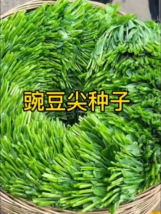 #豌豆尖 #种子 #蔬菜种植 #蔬菜种子 #种菜