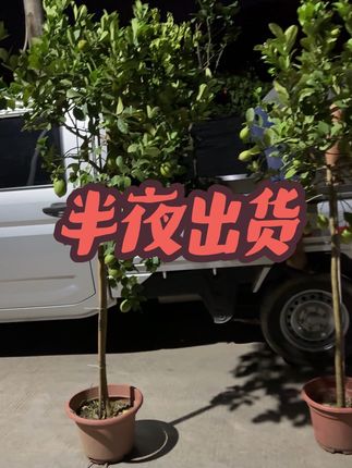 广东香水柠檬出货#绿植盆栽 #室内绿植 #柠檬 #广东香水柠檬 #香水柠檬基地