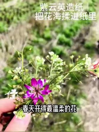 ✨把春天封进纸里!紫云英造纸太绝了🌸 谁懂啊!春天路边的紫云英,真的是造纸神仙材料!
这次去郊外采风,顺手摘了一大袋,回家就把它变成了独一份的春日绿纸。#解压视频 #紫云英 #手工 #还有这种操作 #植物