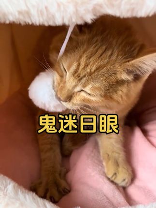 天冷了,给小猫买个窝软软的都踩奶了#超级可爱的小猫咪 #宠物出道计划 #橘猫还是橘猫