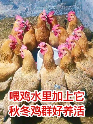 #养鸡小妙招 #养鸡人 #养鸡不生病小妙招 @抖音热点 @抖音能量站 @抖音小助手