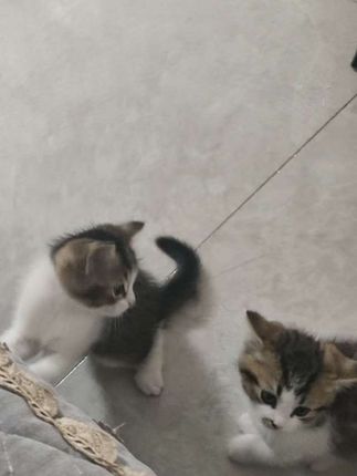 国庆打算让猫咪留守在家的,你就带这款饮水机,猫咪吃喝拉撒都不用犯愁啦#萌宠好物#养猫新手#养猫经验分享#猫咪饮水机猫咪留守