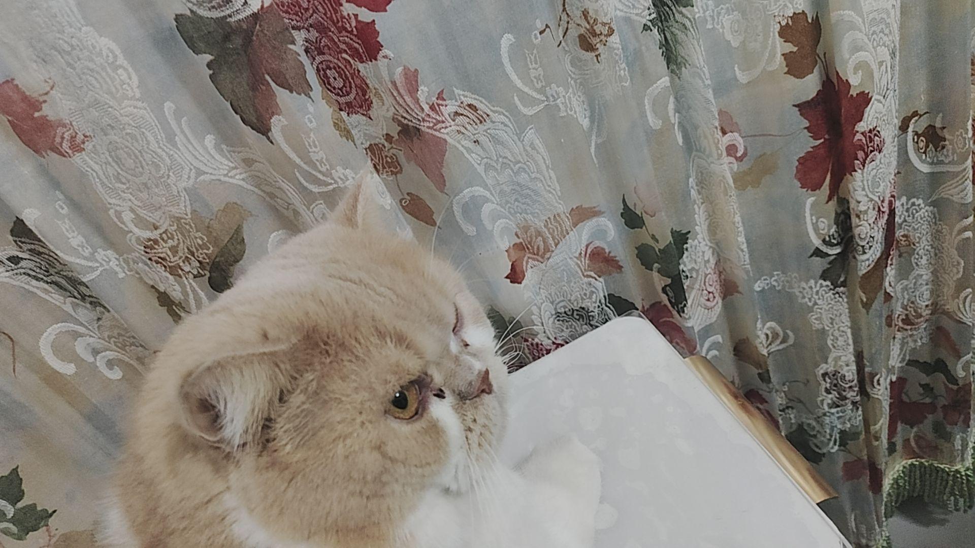 #这是我的小猫可爱吗
