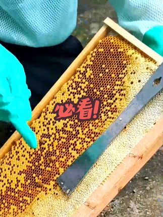 用取蜜起刮刀取蜜有什么优势 #取蜜 #勺子取蜜 #取蜜起刮刀 #土养取蜜