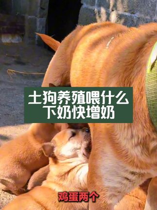 #狗狗 #萌宠 #养狗经验分享 #土狗养殖#萌宠出道计划 @抖音创作小助手 @抖音小助手