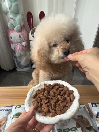 金色宠软狗粮 软软糯糯,没牙的老年犬和幼犬吃起来毫不费力!#萌宠好物 #狗粮推荐 #家有馋狗 #狗粮