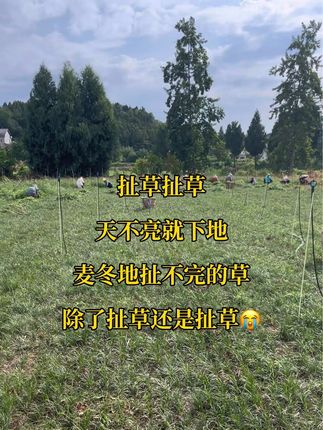 扯草扯草,麦冬地扯不完的草😭#新农人计划 #药材种植 #三农 #田间地头走一走 #记录我的生活