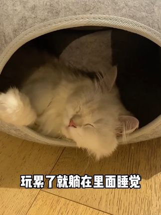 让所有猫咪都无法拒绝的猫窝!#猫窝 #猫窝推荐 #新手养猫#养猫经验分享