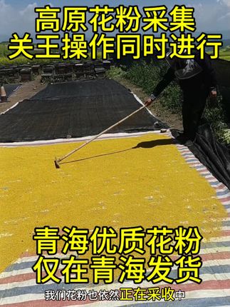 高原油菜粉蜂粮, #花粉膏 #花粉 #蜂粮 #蜜蜂养殖