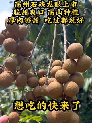 2025年茂名高州石硖龙眼,新鲜上市,脆甜爽口,想吃的快来了#应季水果 #龙眼 #茂名龙眼 #高州龙眼 #石峡龙眼