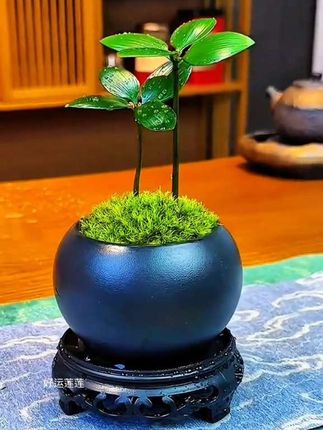 #竹柏四叶草 好养又好看!绿油油的特显生机,摆在屋里特别清新。它不挑环境,晒点散射光、偶尔浇浇水就行,忙人也能养明白。平时不用怎么费心打理,还能帮着净化空气,不管放客厅还是书桌都合适。#绿植盆栽 #绿植造景 #dou+小助手