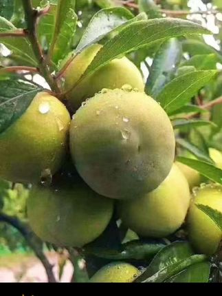 这款小香风珠珠发箍带上显发量,轻松打造高颅顶,真的好美