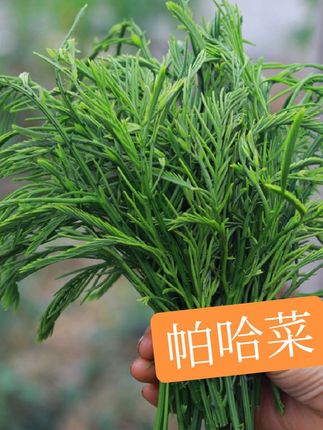 云南德宏新鲜蔬菜帕哈合金欢臭菜傣族绿叶宴帕哈250克泰国生吃#帕哈云南傣家菜 #臭菜 #无限回购的宝藏单品 @DOU+小助手 @抖音小助手
