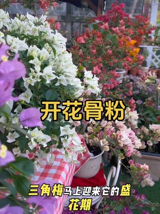 三角梅爆花的秘诀,花前期用羊粪和骨粉,这个骨粉是所有开花植物都需要用的,立秋前后用正好,赶紧给你的三角梅用起来吧!#爱生活爱养花 #小院时光 #我的花花草草🌸🌸 #三角梅 #用一张照片证明你是花友