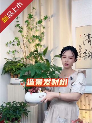 #好物推荐🔥 #发财树 #造景发财树 #基地直发 #花卉绿植
