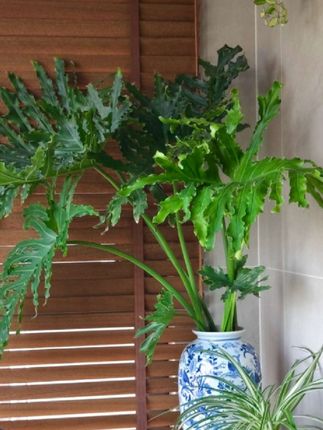(带根龙鳞老桩)龙鳞春雨水培绿植净化空气室内水养可土栽客厅植物#龙鳞春羽 #水培植物 #净化空气