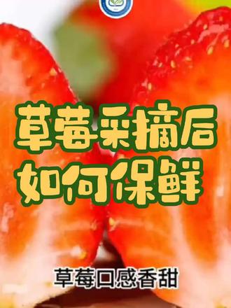 【农技云讲堂】草莓采摘后如何保鲜#农技推广 #草莓 #草莓采摘 #保鲜 #草莓保鲜 @内蒙古农技推广