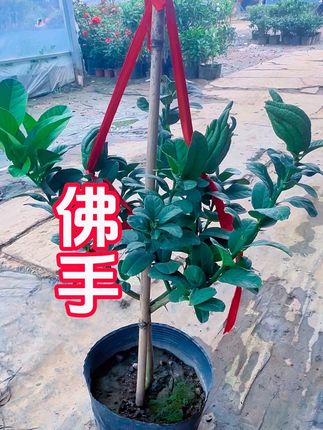 #佛手果 #佛手盆栽 佛手果盆栽