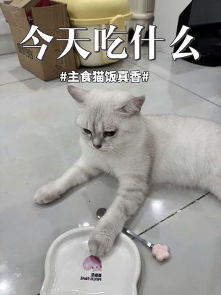 别人碗里的就是香。🌚 #银点 #夹子猫  #蓝猫 #爱那多湿粮 #爱那多