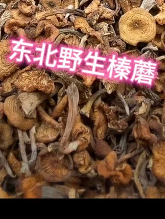 #野生榛蘑#东北野生榛蘑