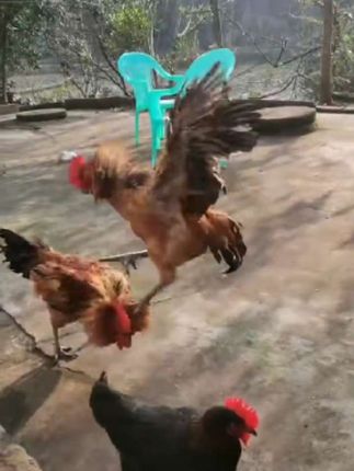 二只公鸡🐔为了争女朋友,打起来了#创作灵感 #原创视频 #大公鸡 #搞笑 #正宗土鸡