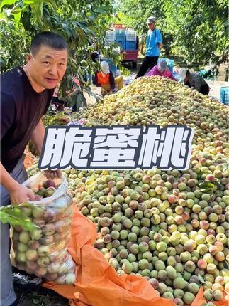妈耶!我还是第一吃到这种脆蜜青桃真的巨好吃,原来它是青脆蜜桃耶!竟然会有这么好吃的蜜桃!真是又脆又甜爱吃脆桃桃可以尝尝呀。 #优质农产品 #脆甜多汁 #快来一起尝个鲜 #应季水果 #脆蜜桃