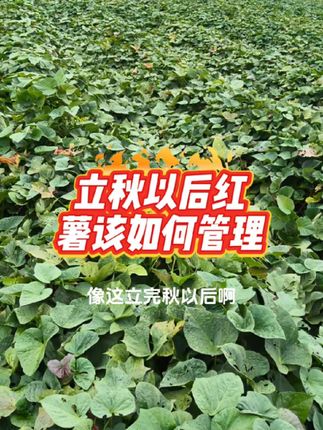 立秋以后红薯该如何管理 #红薯种植技术 #红薯高产种植#三农 #分享农业知识帮农民增产增收