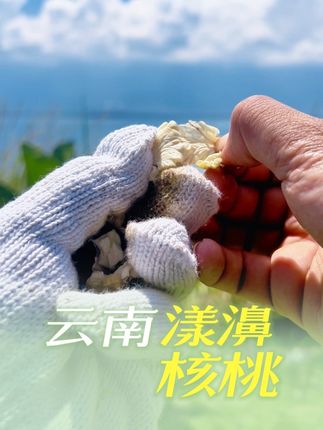 【🌰一口鲜脆,秋日限定!】 新鲜核桃采摘季来啦!绿壳剥开是白嫩果肉,咔嚓脆响,清甜回甘~营养满分,脑力充值中📚✨ #秋日美食 #新鲜核桃 #应季水果