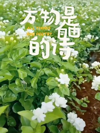 #秋天第一杯琥珀流光 #茶叶 #花茶 #茶 #这茶不错 不管是送朋友还是自己喝都很不错