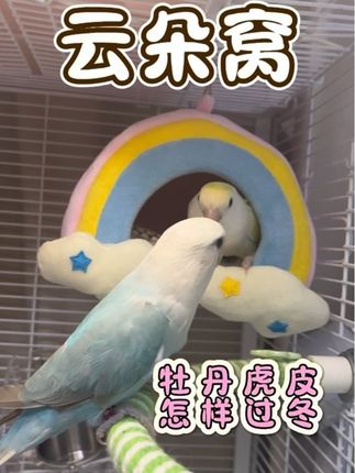 虎皮牡丹鹦鹉冬天怎样过冬呢#鹦鹉过冬#鹦鹉鸟窝#鹦鹉保暖窝#鹦鹉窝#鹦鹉保暖神器
