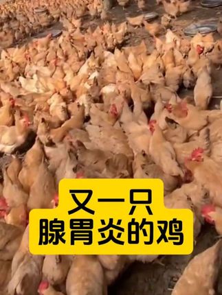 #养鸡技术 #养殖人 #农村养殖 #养鸡小妙招