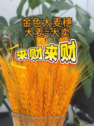 #招财猫 #家居好物 #吉祥物 #室内绿植 #生意兴隆财源滚滚 金色大麦穗,谐音“大卖”使其成为开业、金融领域的吉祥物,寓意生意兴隆。做买卖的,谁不喜欢大麦嘞