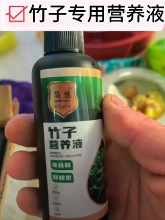 竹子盆景养护#竹子营养液 #竹子专用营养液 #竹子专用肥料