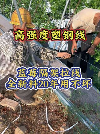 全新料塑钢线代替铁丝和钢丝做各种拉线#农业 #农业种植 #养殖 #三农#抖音助农 #蓝莓