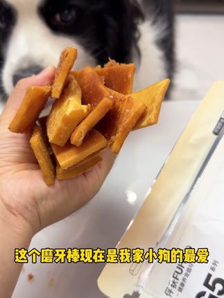 小狗老是咬手拆家,是需要磨牙了! #狗狗磨牙棒 #萌宠